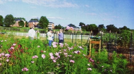 A Community Space: Master Gardeners